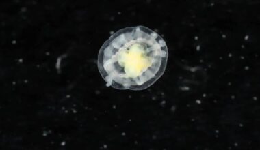 Conheça o animal ‘imortal’ que engana a morte ao reiniciar a própria vida – Noticias R7