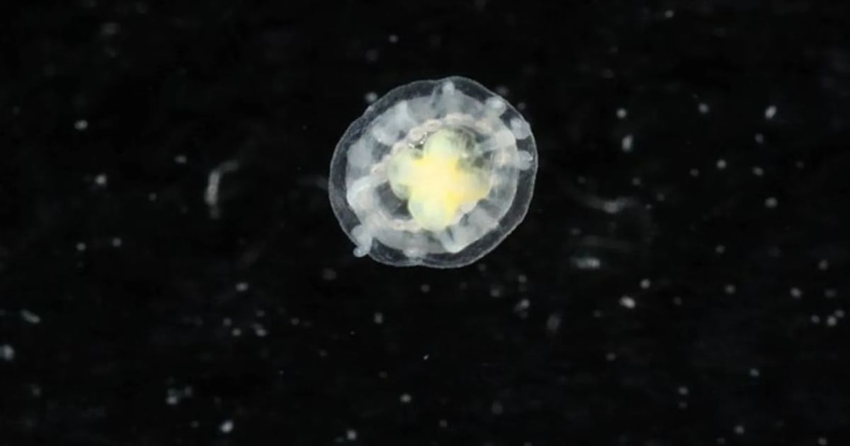 Conheça o animal ‘imortal’ que engana a morte ao reiniciar a própria vida – Noticias R7