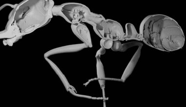 Para aumentar colônia, formigas 'economizam' com operárias - 27/12/2025 - Ciência