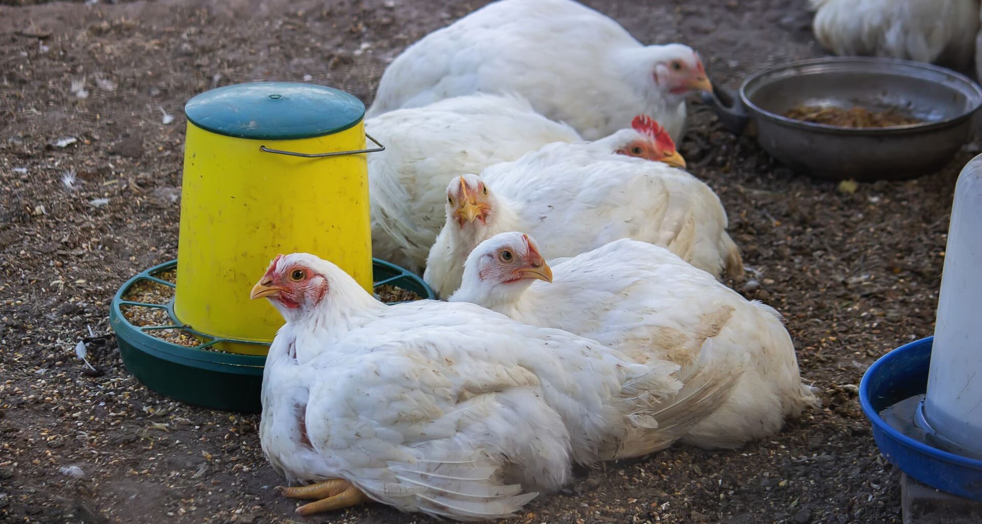 Portugal soma 52 focos de gripe das aves após nova confirmação em Aveiro