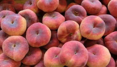 Pêssego auxilia saúde intestinal e controle glicêmico