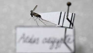 Vacina 100% de brasileira, de dose única, vai ajudar a frear o vírus transmitido pelo Aedes.  -  (crédito:  AFP)