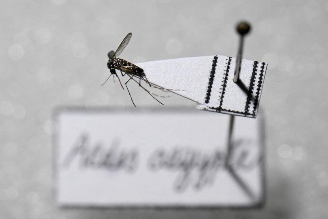 Vacina 100% de brasileira, de dose única, vai ajudar a frear o vírus transmitido pelo Aedes.  -  (crédito:  AFP)