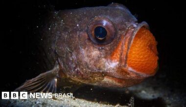 Fotografia: as melhores imagens da natureza de 2025