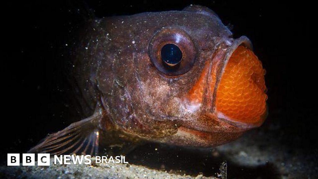 Fotografia: as melhores imagens da natureza de 2025