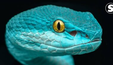 Cientistas imitam visão-de-calor das cobras para criar sensor infravermelho portátil