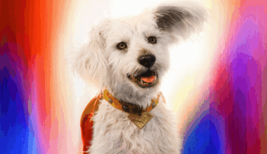 Com Krypto, DC compartilha arte oficial do Natal