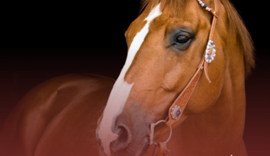 Febre do Nilo confirmada em Portugal. DGAV recomenda vacinação de cavalos