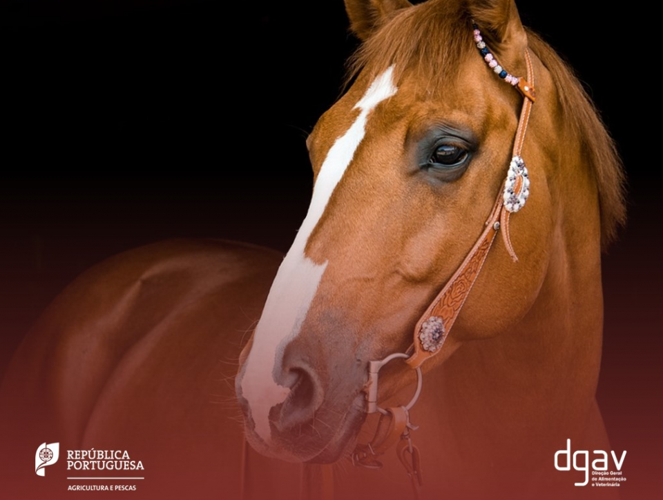 Febre do Nilo confirmada em Portugal. DGAV recomenda vacinação de cavalos