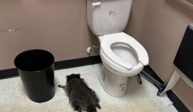 Guaxinim embriagado é encontrado inconsciente dentro de loja de bebidas | Animais