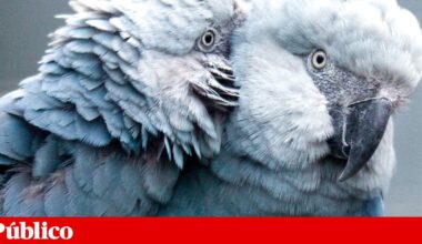 Polícia brasileira investiga disseminação de doença numa das aves mais raras do mundo | Ambiente