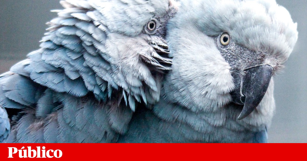 Polícia brasileira investiga disseminação de doença numa das aves mais raras do mundo | Ambiente