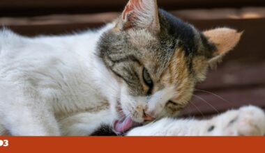 Como saber se o meu gato tem problemas de saúde mental? Veterinários explicam | Pet