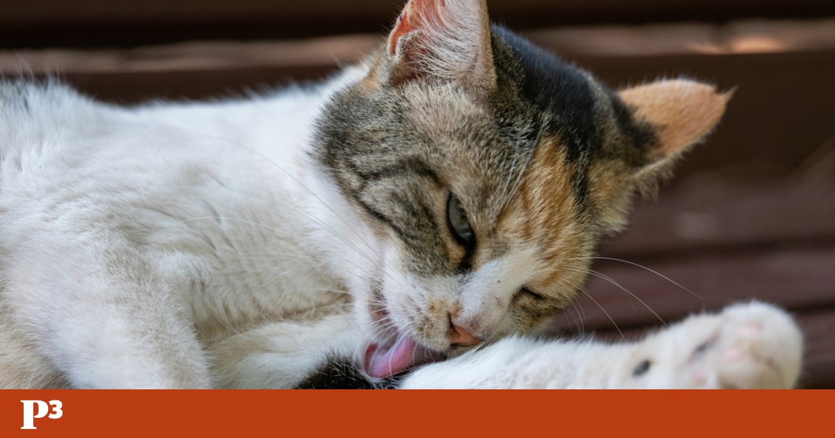 Como saber se o meu gato tem problemas de saúde mental? Veterinários explicam | Pet