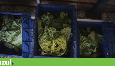 “Mais do que um cabaz” leva o que sai do campo directamente para a cidade | Reportagem