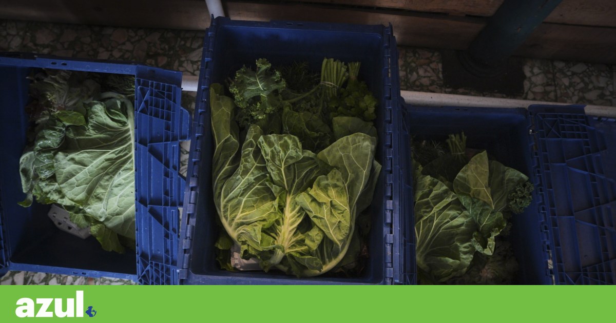 “Mais do que um cabaz” leva o que sai do campo directamente para a cidade | Reportagem