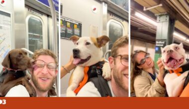 Ele tira cães de abrigos e leva-os às costas para encontrar um novo dono pela cidade | Animais