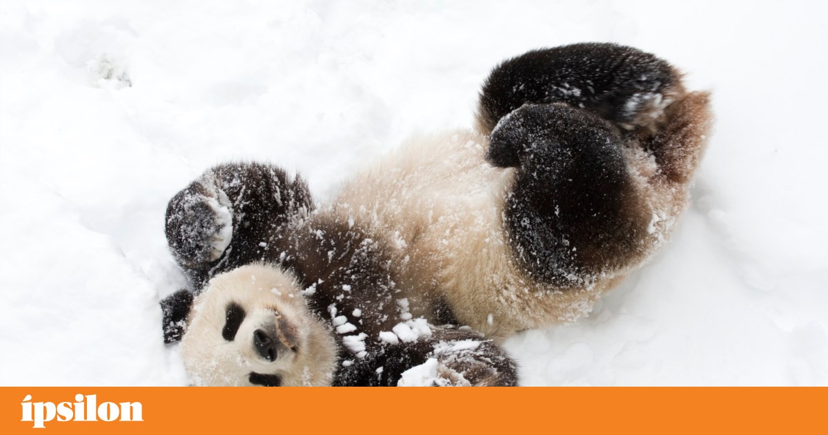 Natal na TV: “Barbenheimer”, ternura e crime em nome de São Cajó | Televisão