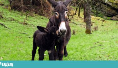 Nasceu a Vitamina, sinal de vida para o Burro de Miranda, em busca de padrinhos | Miranda do Douro