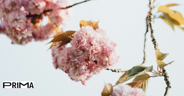 25 peças para receber a primavera em casa