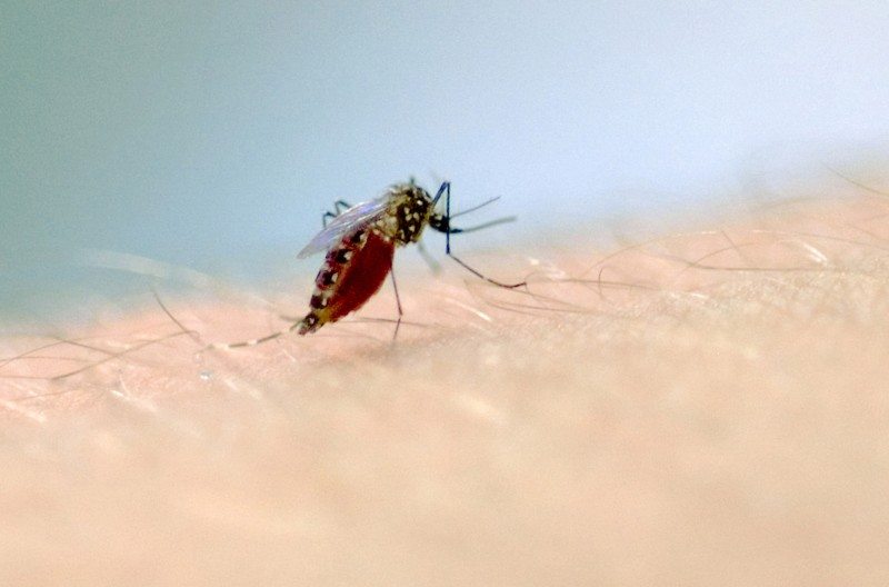 Inteligência artificial no combate à dengue e na busca por vacinas (por Régis de Oliveira Júnior)