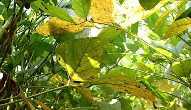 Estudo aponta resistência da ferrugem da soja no Paraguai