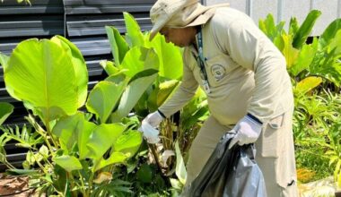Estudo associa presença da Wolbachia à queda da dengue em Campo Grande - Geral