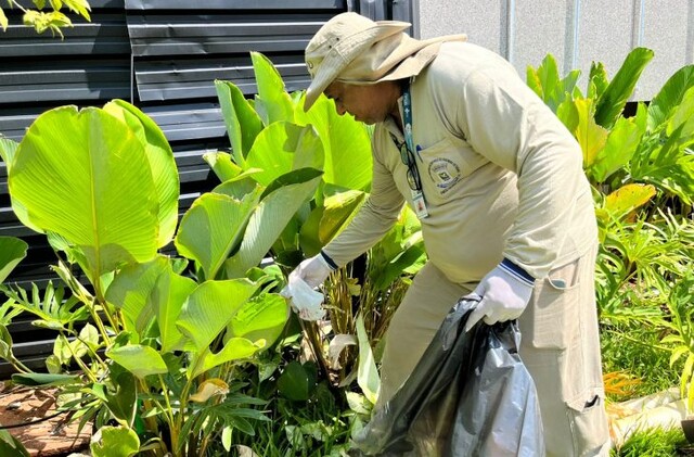 Estudo associa presença da Wolbachia à queda da dengue em Campo Grande - Geral