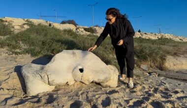 Osso de baleia com milhares de anos deu à costa em praia da Figueira da Foz