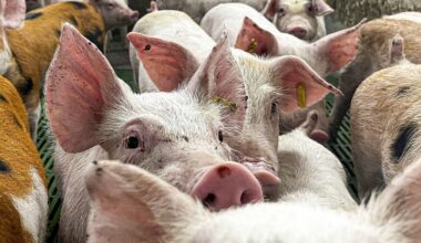 5 laboratórios inspecionados devido a peste suína africana