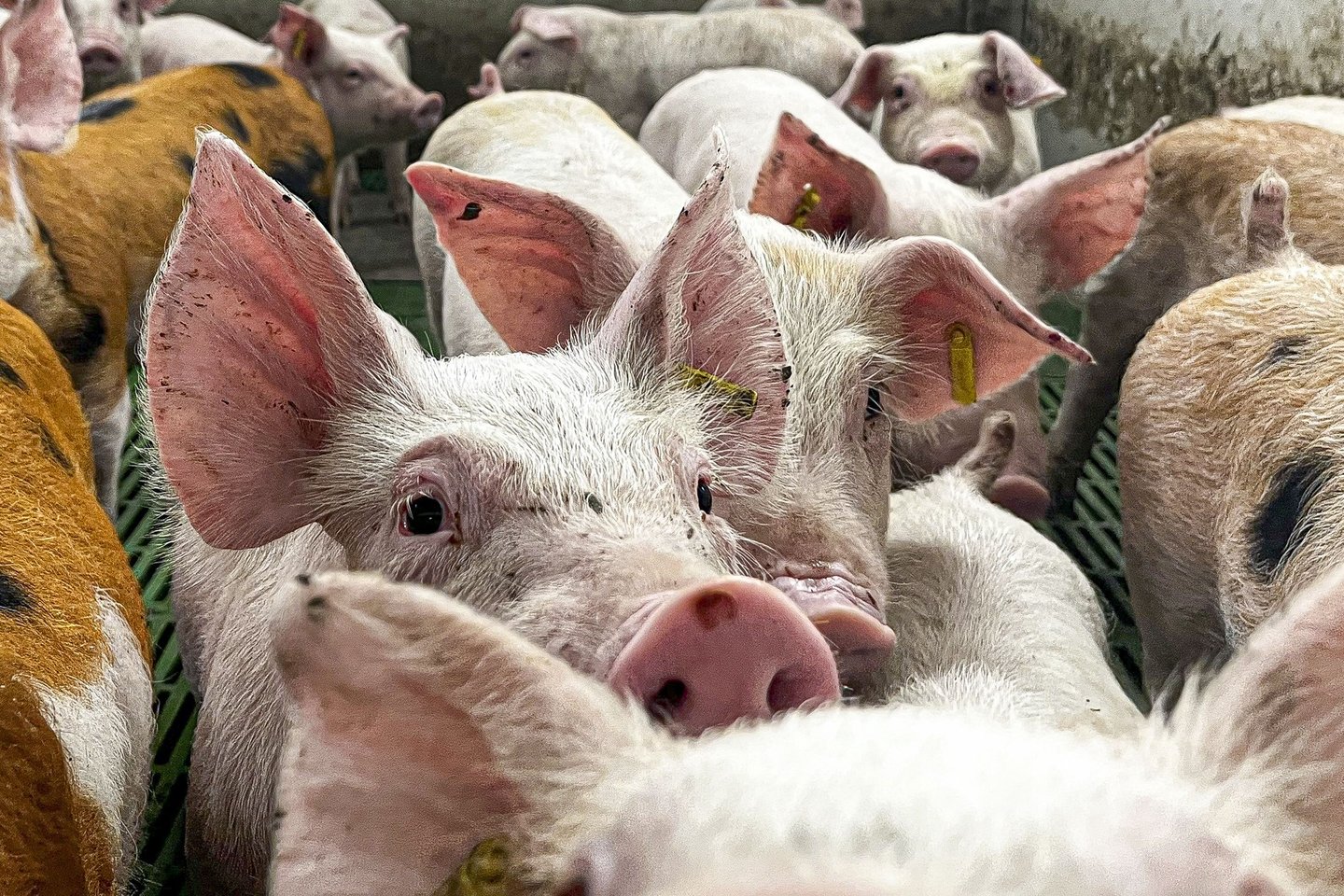 5 laboratórios inspecionados devido a peste suína africana