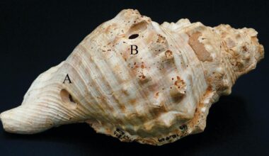 Jornal de Notícias Logo