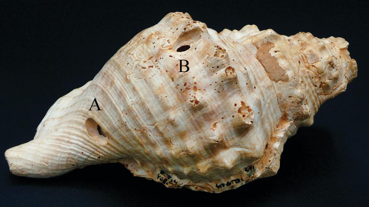 Jornal de Notícias Logo