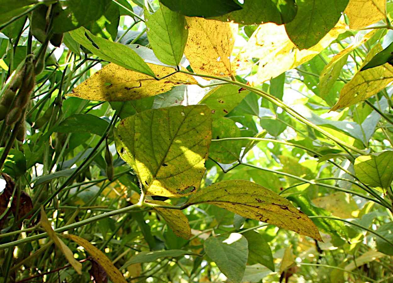 Foto: Daren Mueller, Iowa State University