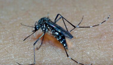 Secretaria da Saúde de Garibaldi alerta para aumento de focos do mosquito da dengue