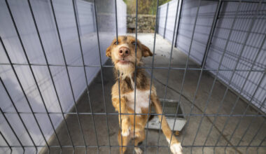 Jornal de Notícias Logo