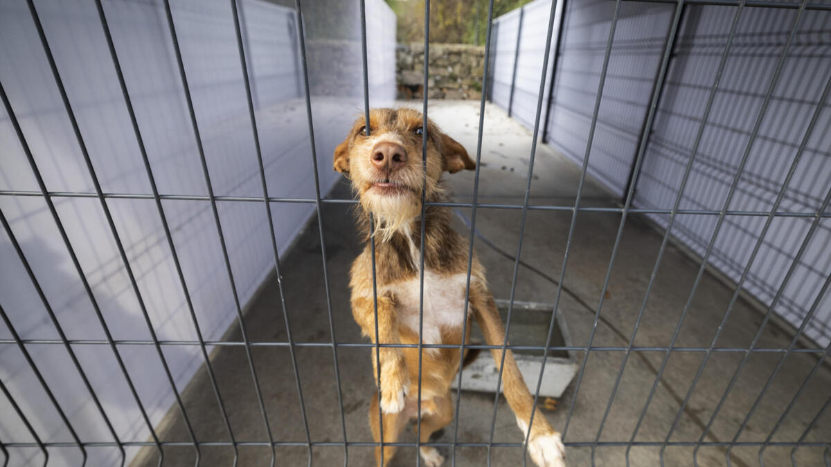 Jornal de Notícias Logo