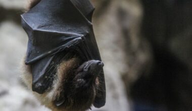 Treinamento técnico em virologia no Institut Pasteur de São Paulo