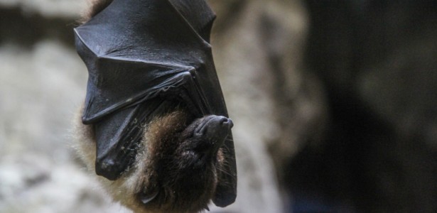 Treinamento técnico em virologia no Institut Pasteur de São Paulo