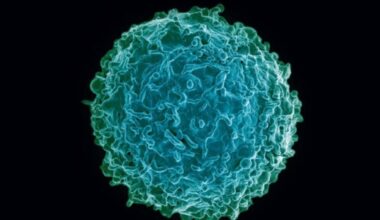 Vírus da COVID-19 manipula o RNA de célula hospedeira para desligar sistema imune