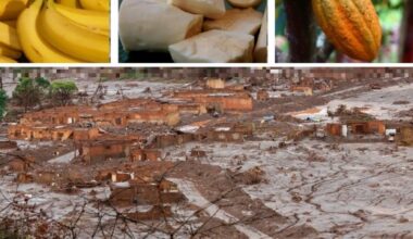 Elementos potencialmente tóxicos acumulados em bananas cultivadas em solo com rejeitos de minério do desastre de Mariana excedem valores-limite da FAO