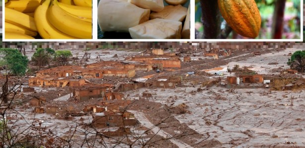 Elementos potencialmente tóxicos acumulados em bananas cultivadas em solo com rejeitos de minério do desastre de Mariana excedem valores-limite da FAO