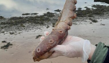 Jornal de Notícias Logo