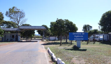 Zoonoses recolheu quase mil corpos de animais em 2025