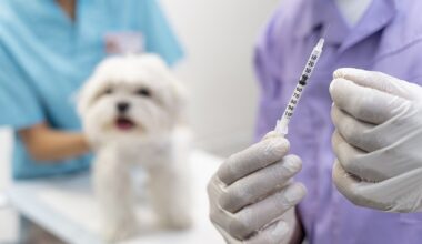 Vacinação contra raiva acontece nesta sexta-feira, 19, no Costa Azul