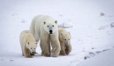 Jornal de Notícias Logo