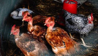 Jornal de Notícias Logo