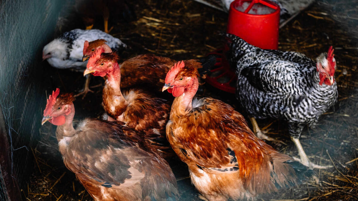 Jornal de Notícias Logo