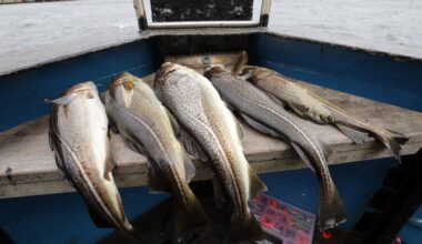 Portugal garante mais 800 toneladas na pesca do bacalhau