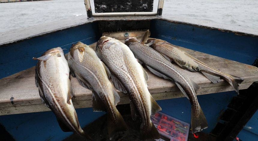 Portugal garante mais 800 toneladas na pesca do bacalhau